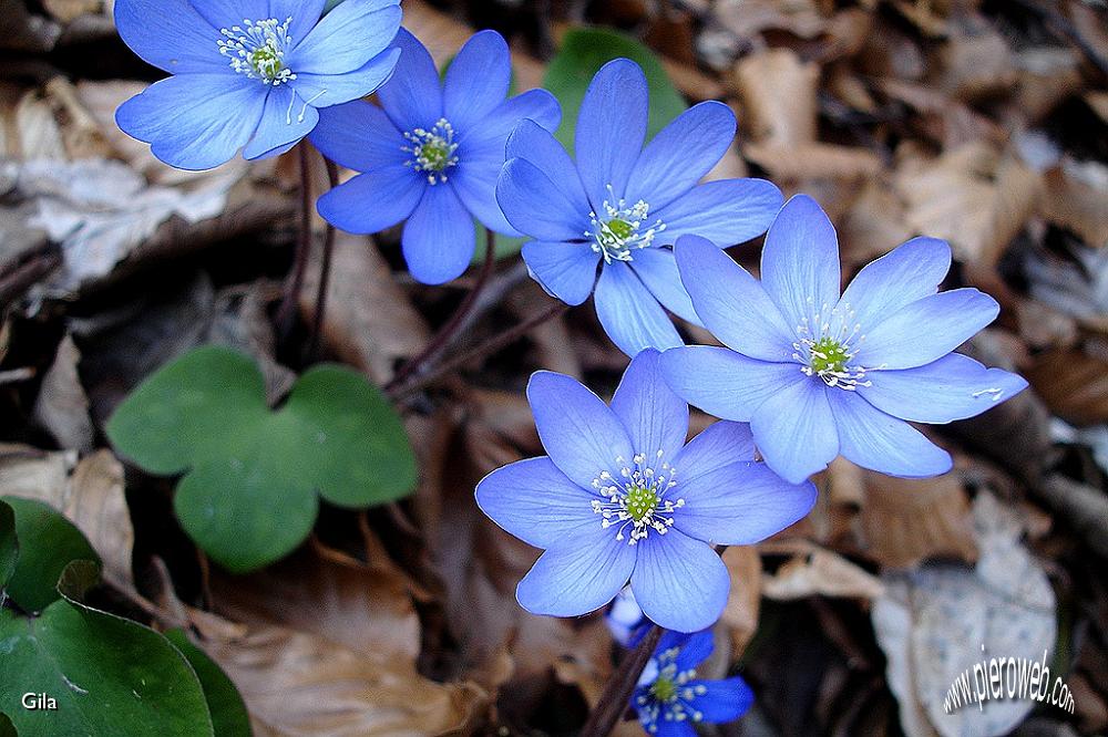 4 Anemoni.jpg